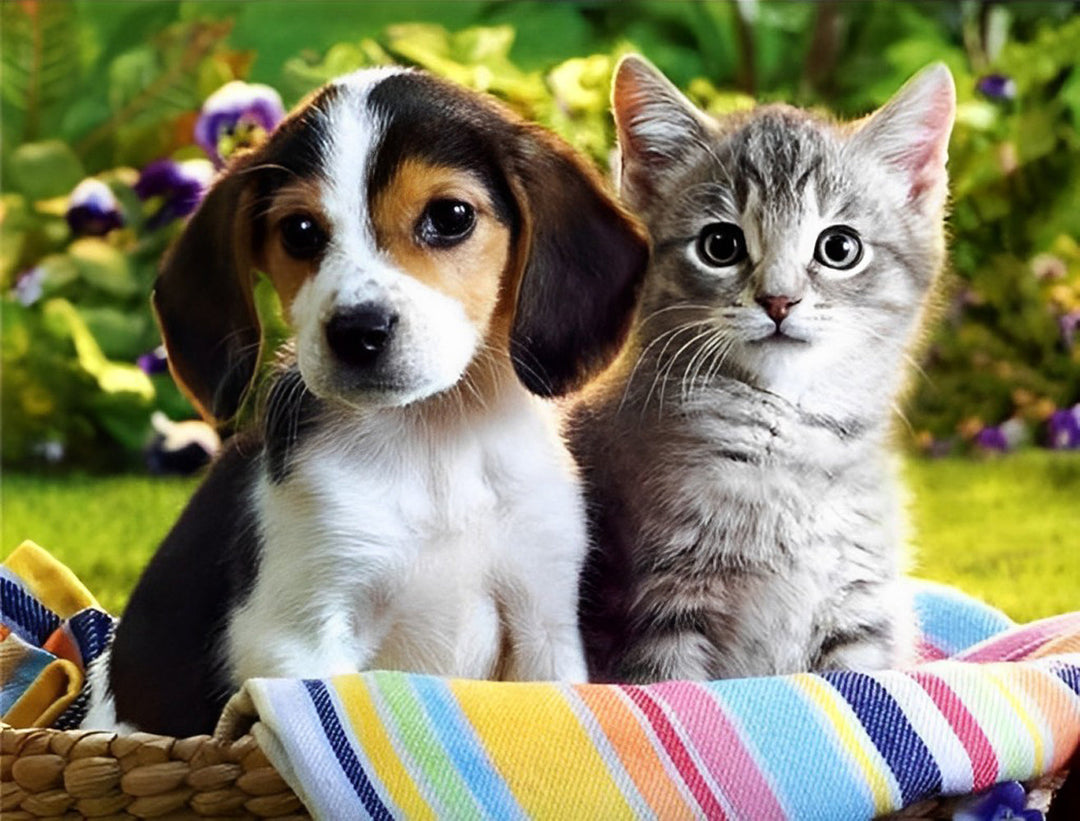 Hond en Kat in Picknickmand Diamond Painting