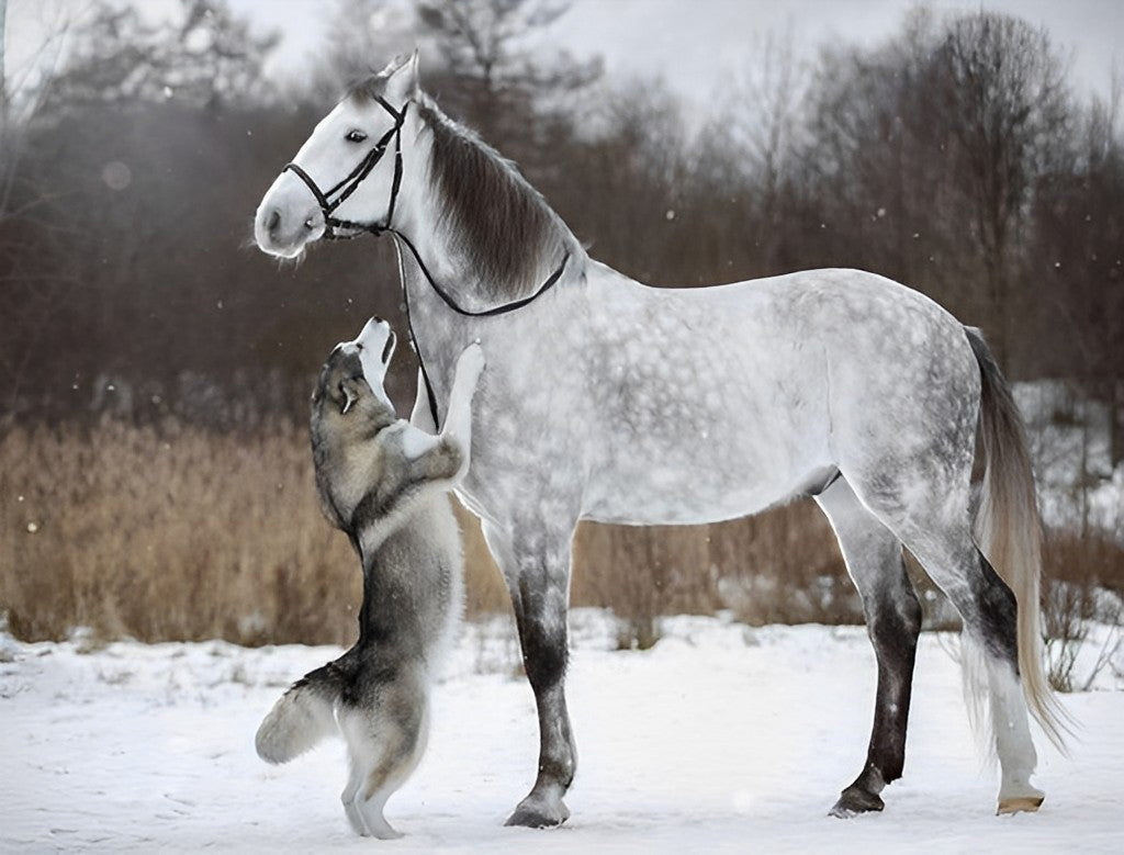 Hond en Paard Diamond Painting