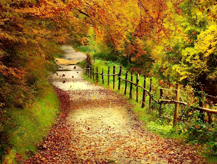 Idyllisch Herfstpad door de Bomen Diamond Painting
