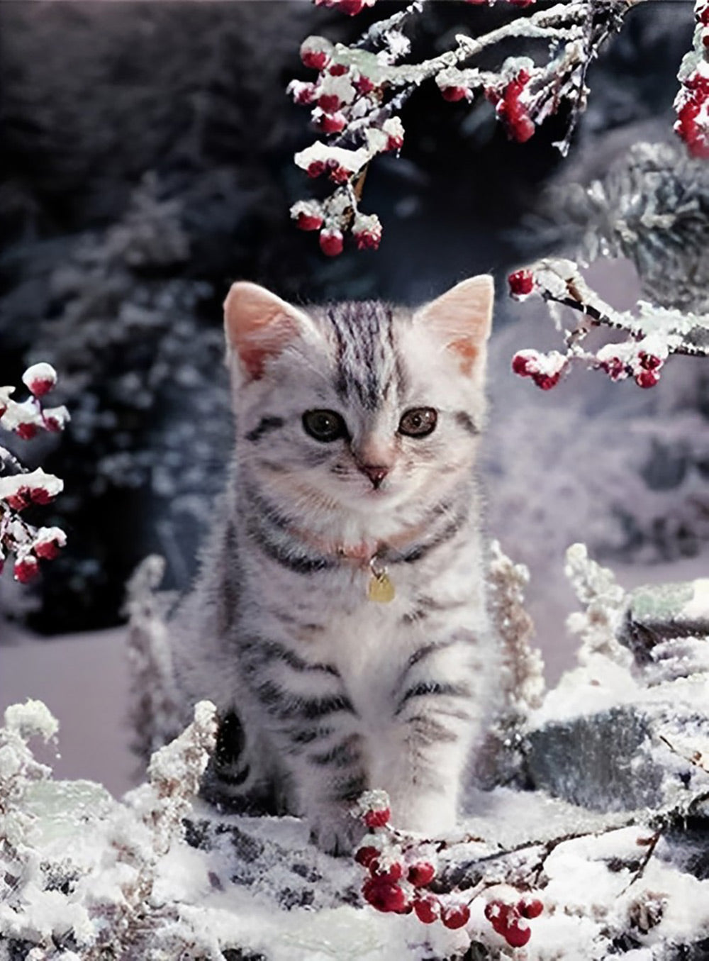Kat in de Sneeuw Diamond Painting