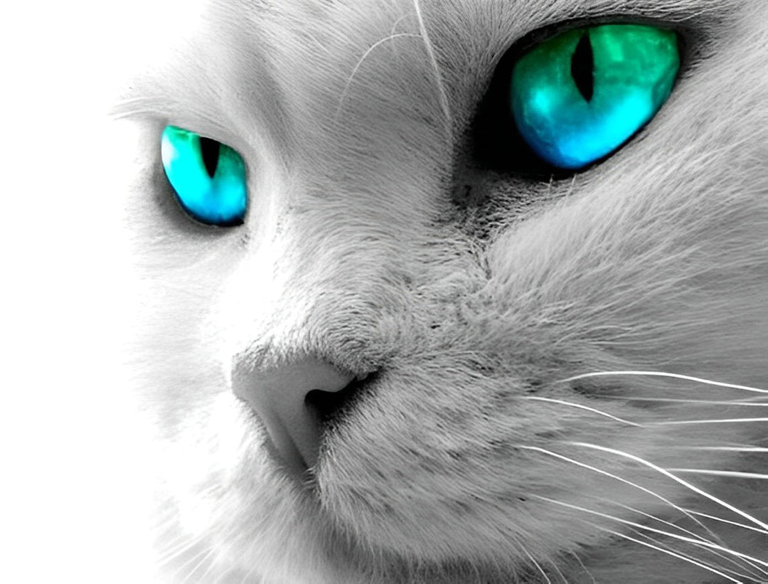 Kat met Blauwgroene Ogen Diamond Painting