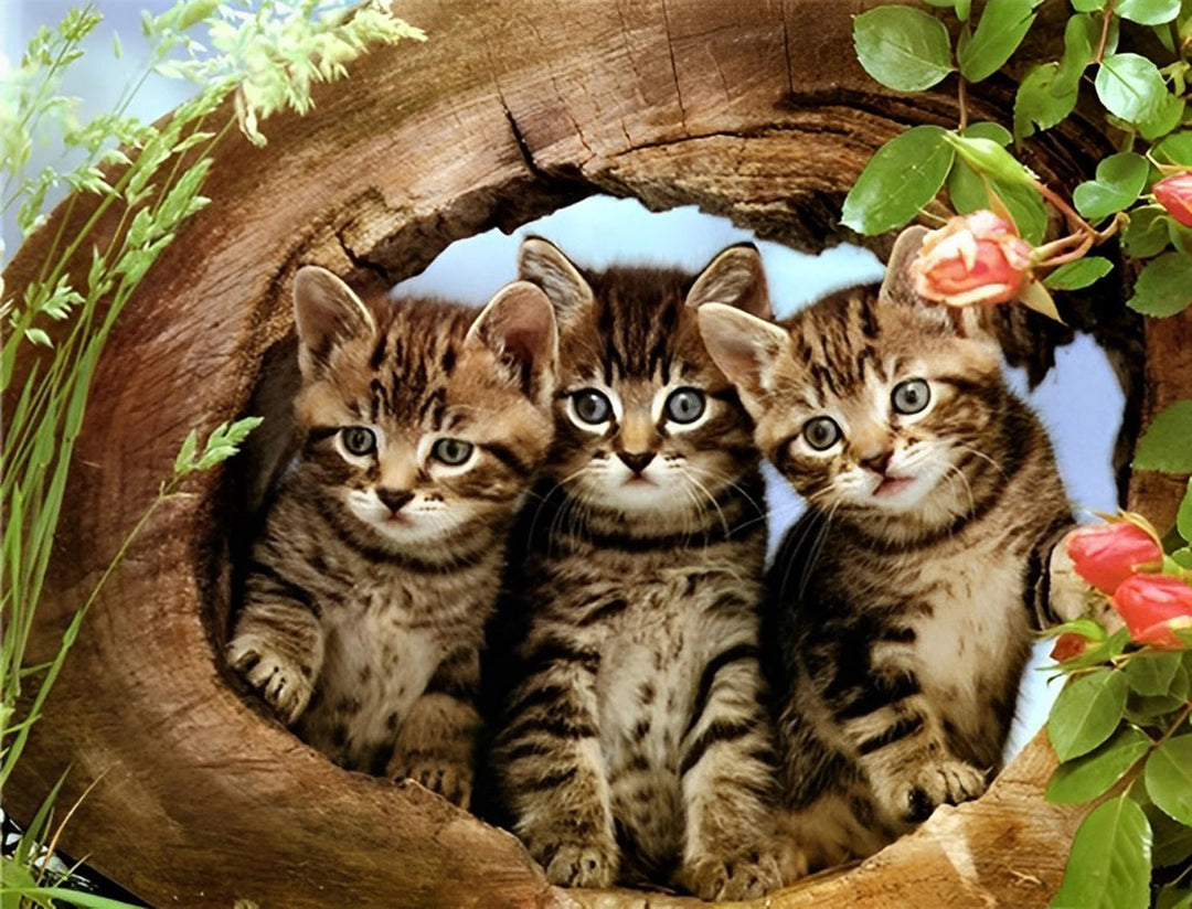 Kiekeboe Kittens uit een Boomhol Diamond Painting