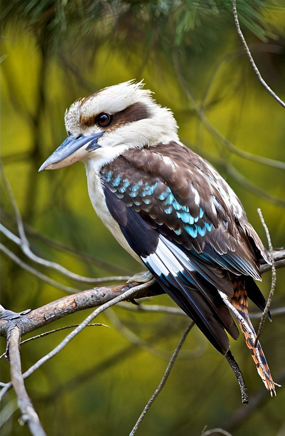 Kookaburra op een Tak Diamond Painting