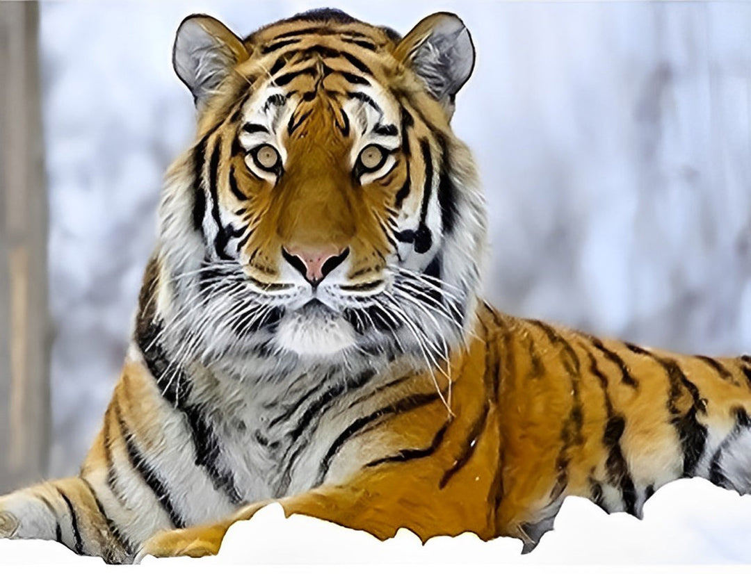 Levendige Tijger in de Sneeuw Diamond Painting