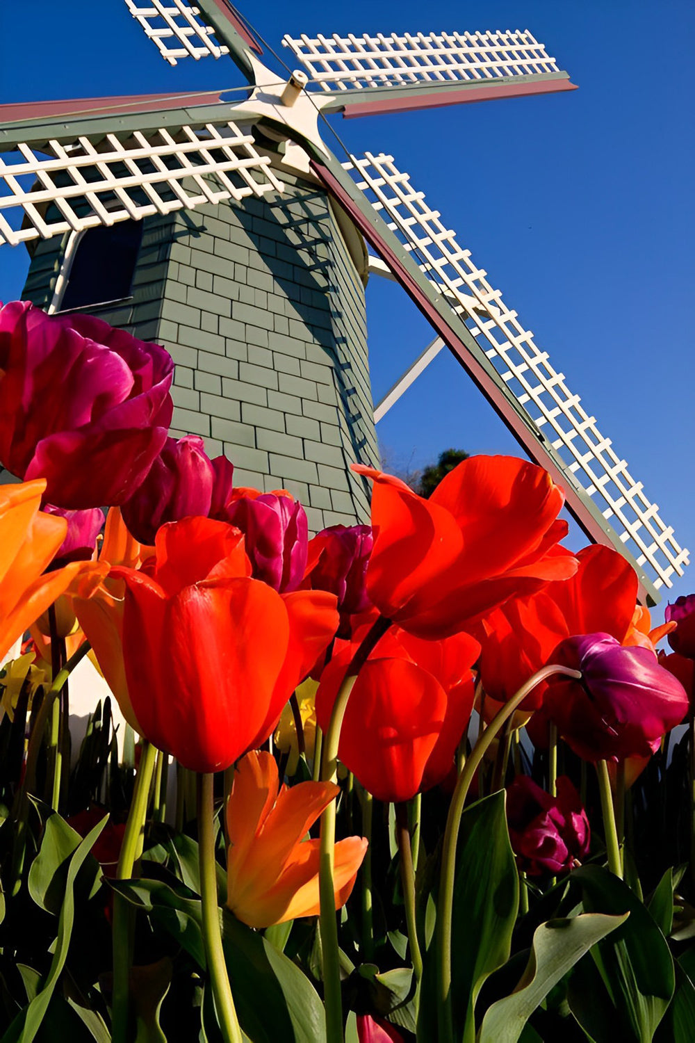 Molentje en Tulpenveld onder Heldere Hemel Diamond Painting