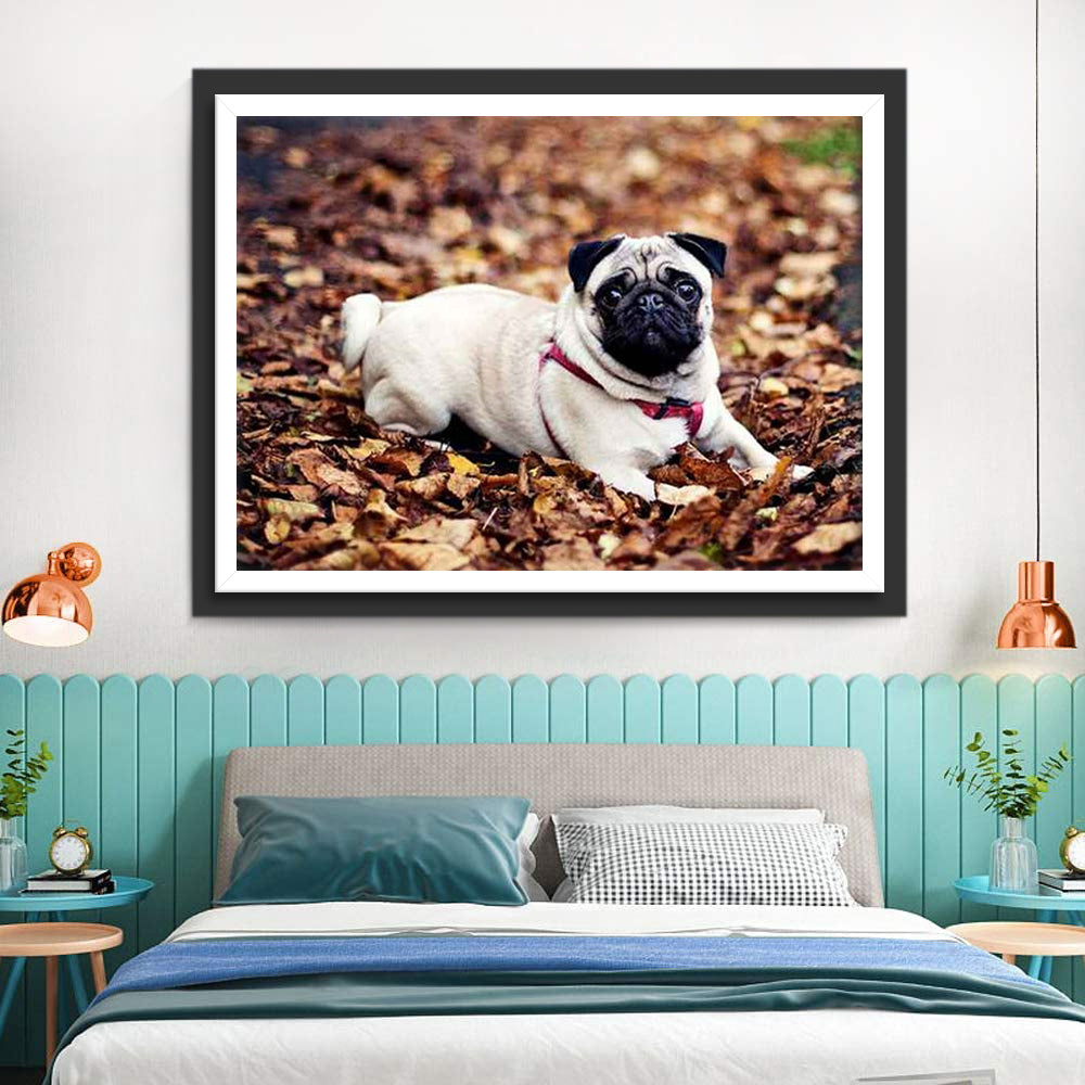 Mopshond Diamond Painting