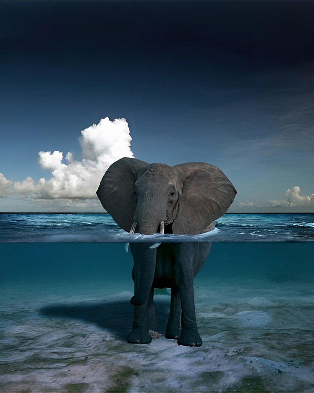 Olifant Staand in de Zee Diamond Painting