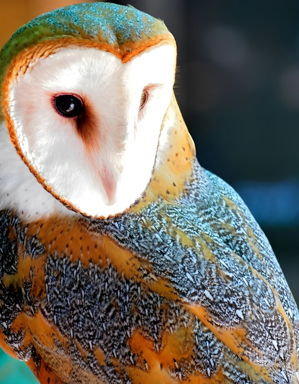 Oranje en Groene Uil Diamond Painting