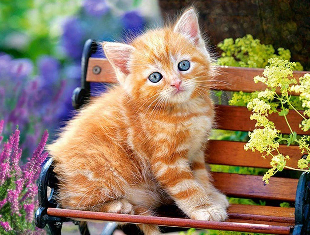 Oranje Kitten op een Bankje Diamond Painting