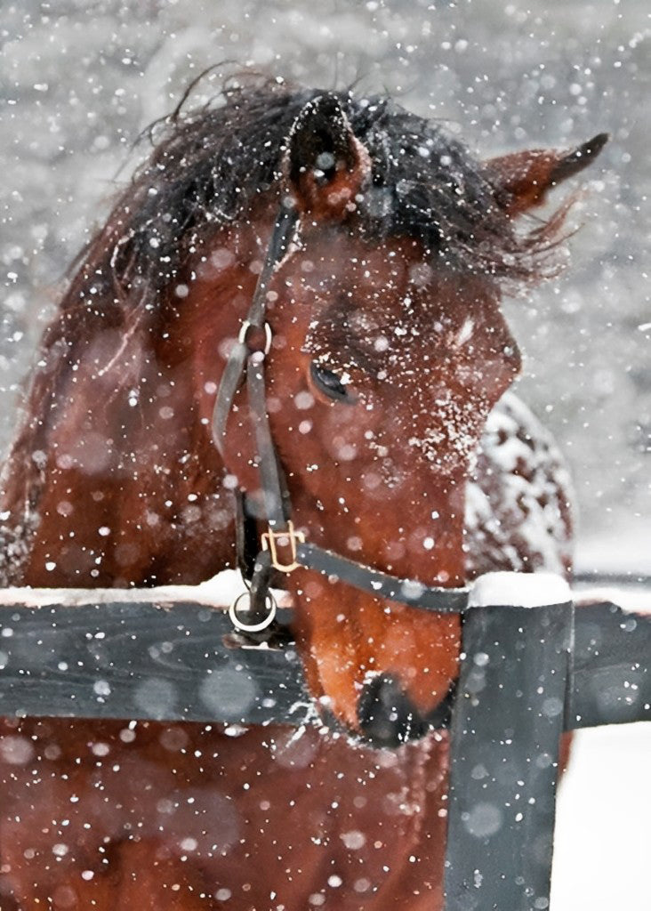 Paarden bij het Hek op een Besneeuwde Dag Diamond Painting
