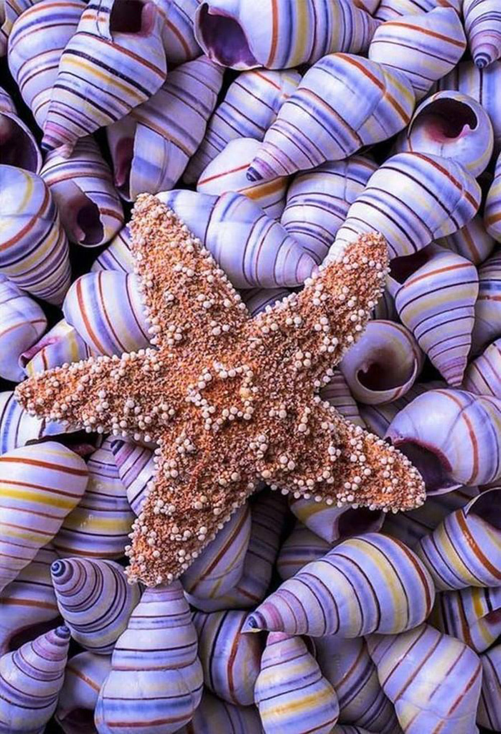 Paarse Schelpen en een Grote Zeester Diamond Painting