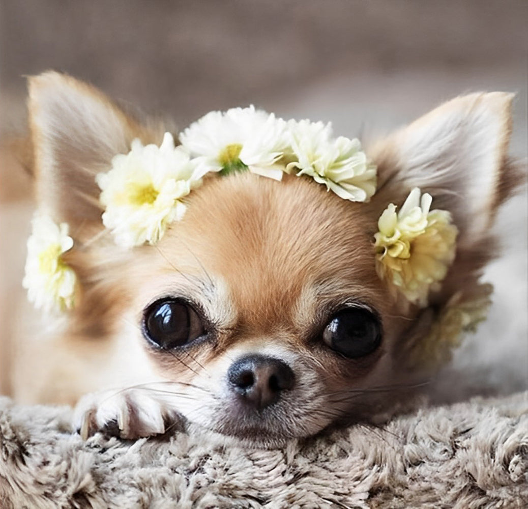 Puppy met Witte Bloemen op zijn Hoofd Diamond Painting