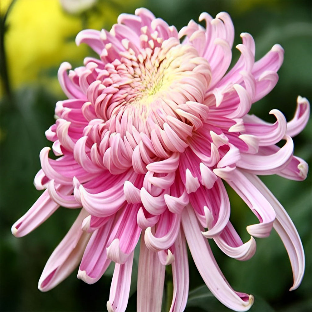 Romantische Roze Bloem Diamond Painting