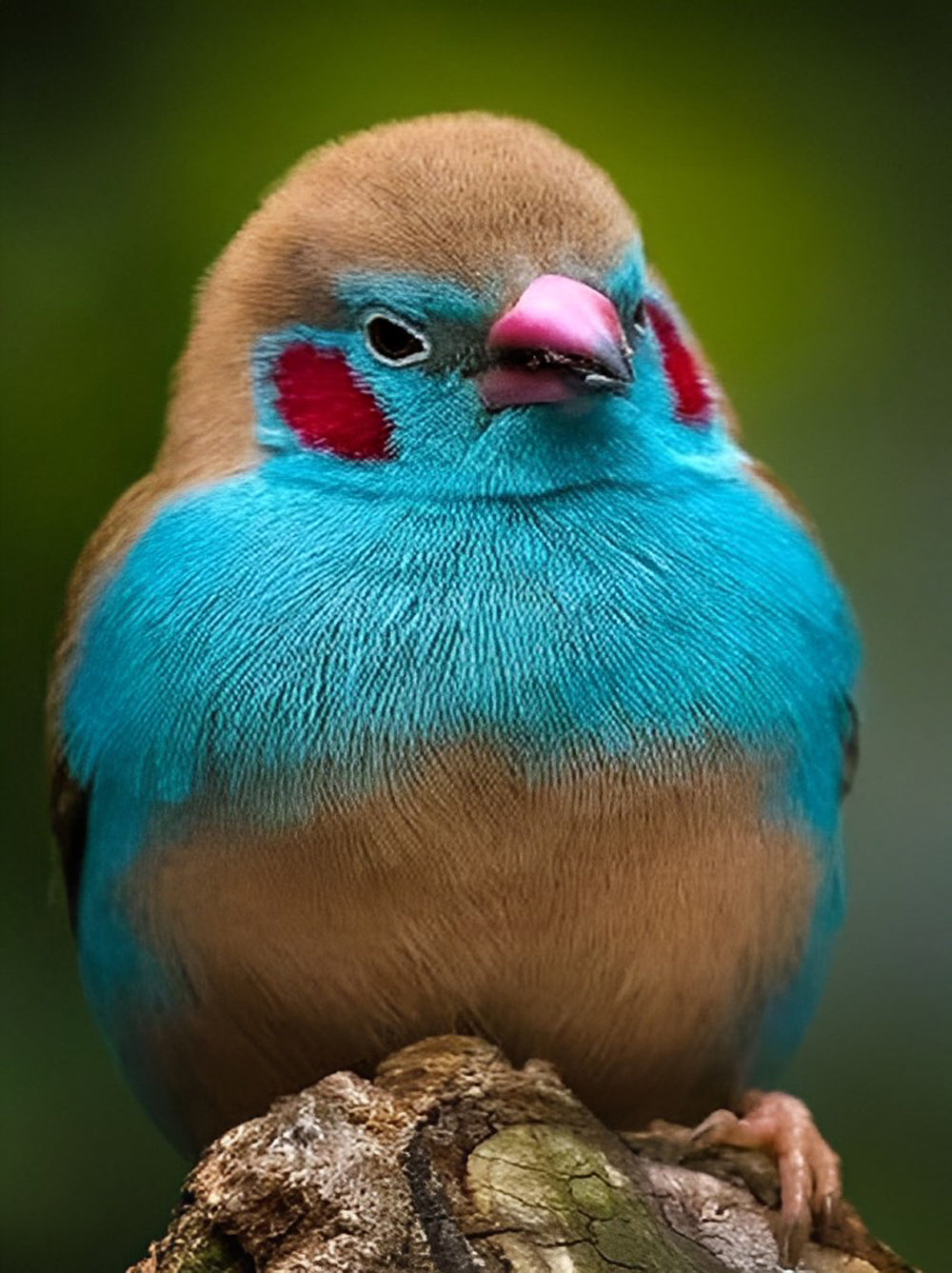 Roodwang Cordon-bleu Vogel Diamond Painting