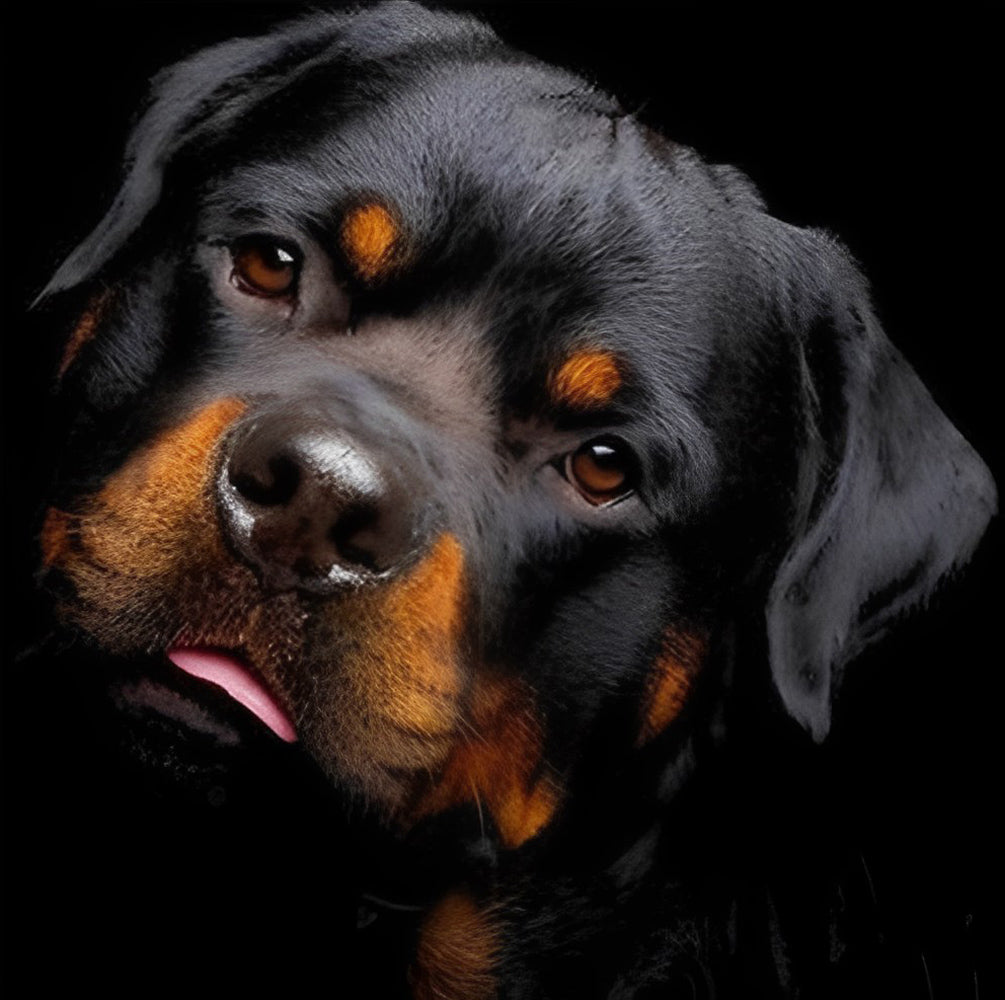 Rottweiler Hond Diamond Painting