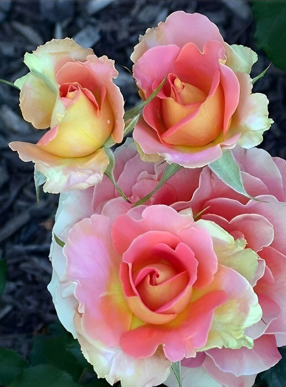 Roze en Geel Geïntegreerde Rozen Diamond Painting