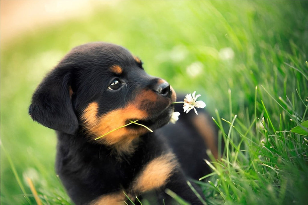 Schattig Hondje met een Bloem Diamond Painting