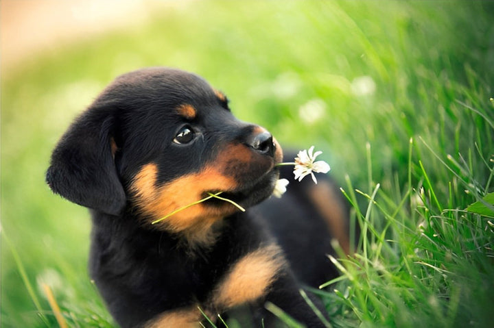 Schattig Hondje met een Bloem Diamond Painting