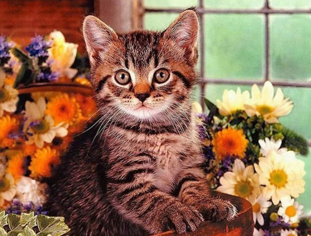 Schattig Kitten op de Vensterbank Diamond Painting