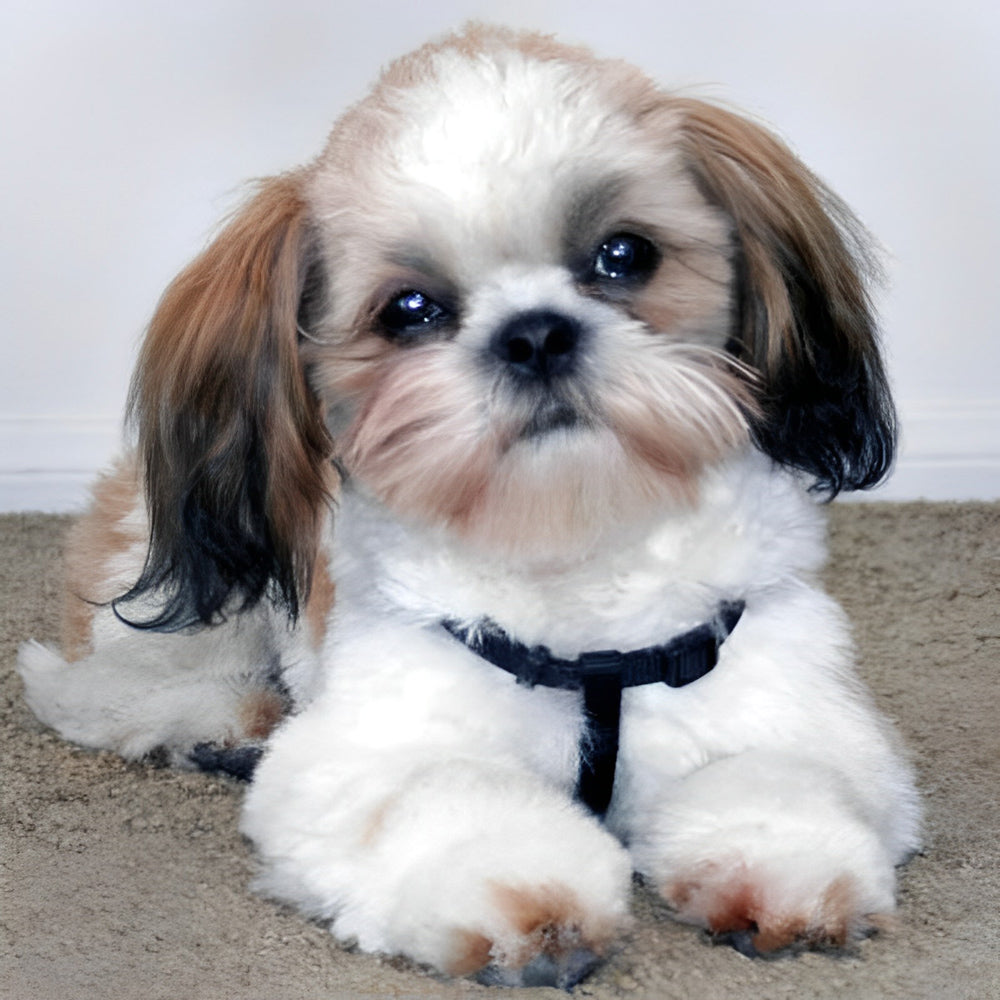 Schattige Shih Tzu Diamond Painting