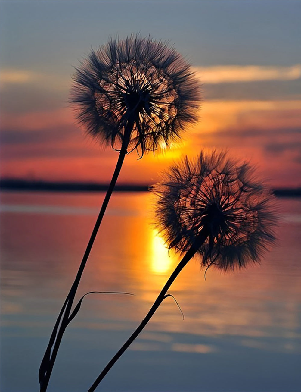 Silhouetten van Paardenbloemen bij Zonsondergang Diamond Painting
