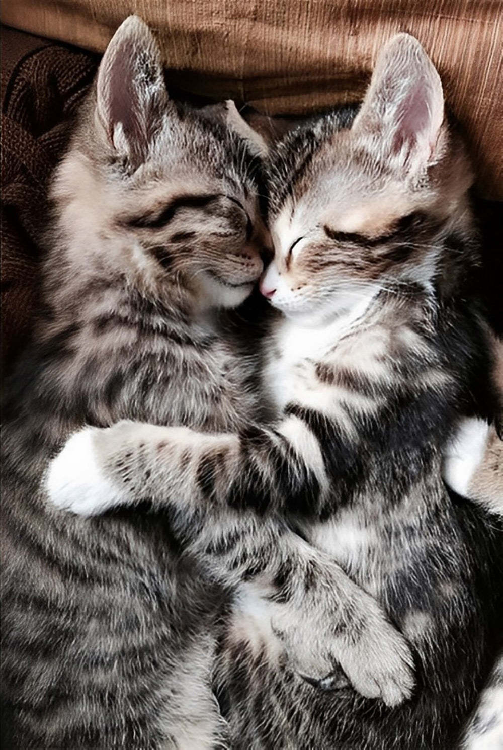 Slapende Kittens in Omhelzing Diamond Painting