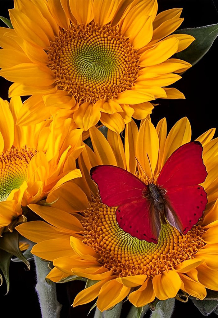 Sprookjesachtige Samenkomst van Vlinder en Zonnebloemen Diamond Painting