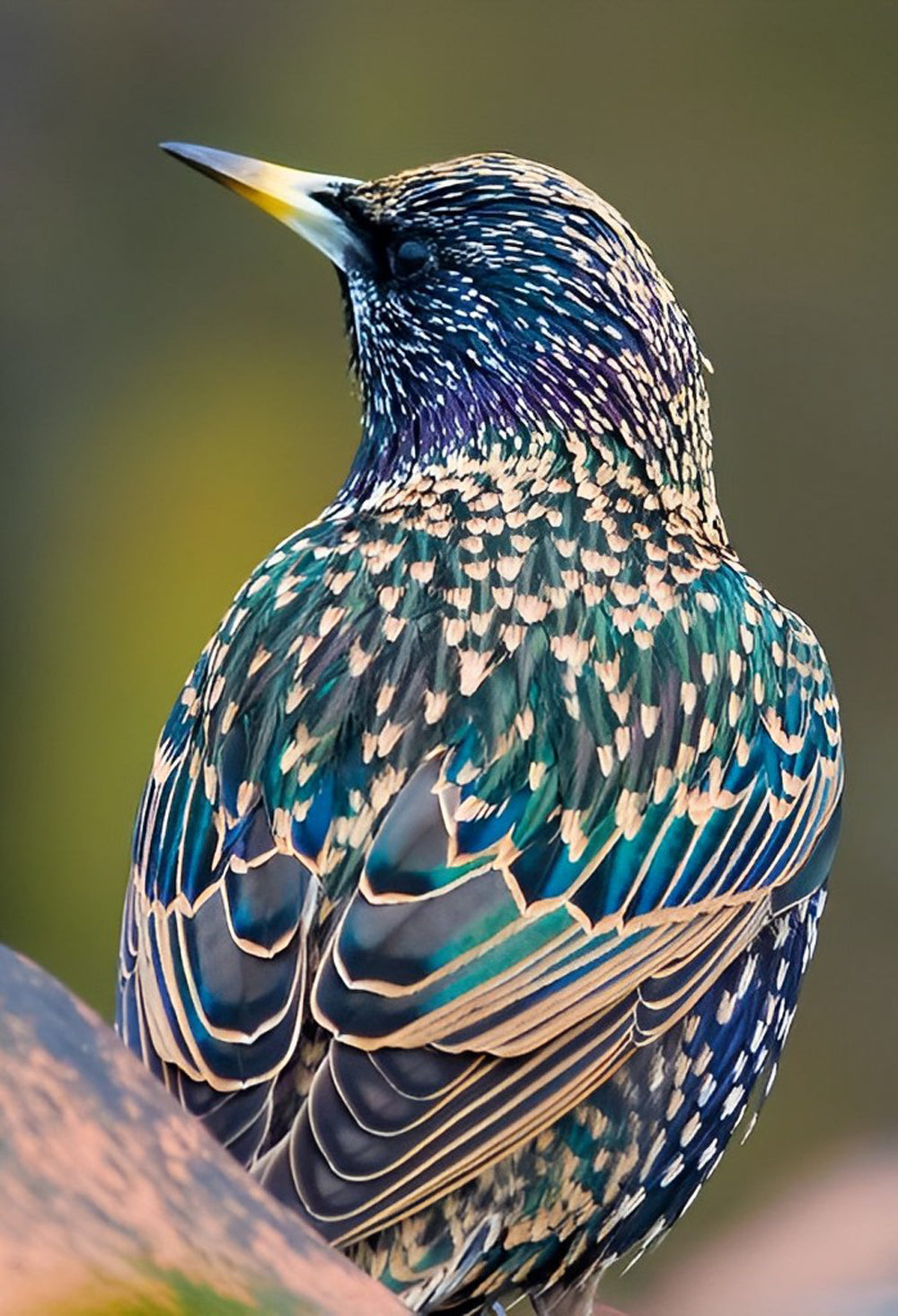 Sturnus Vulgaris Diamond Painting