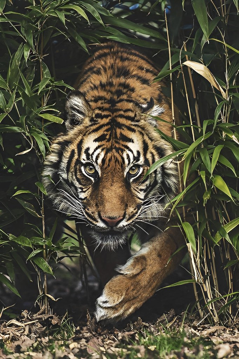 Tijger in de Bush Diamond Painting