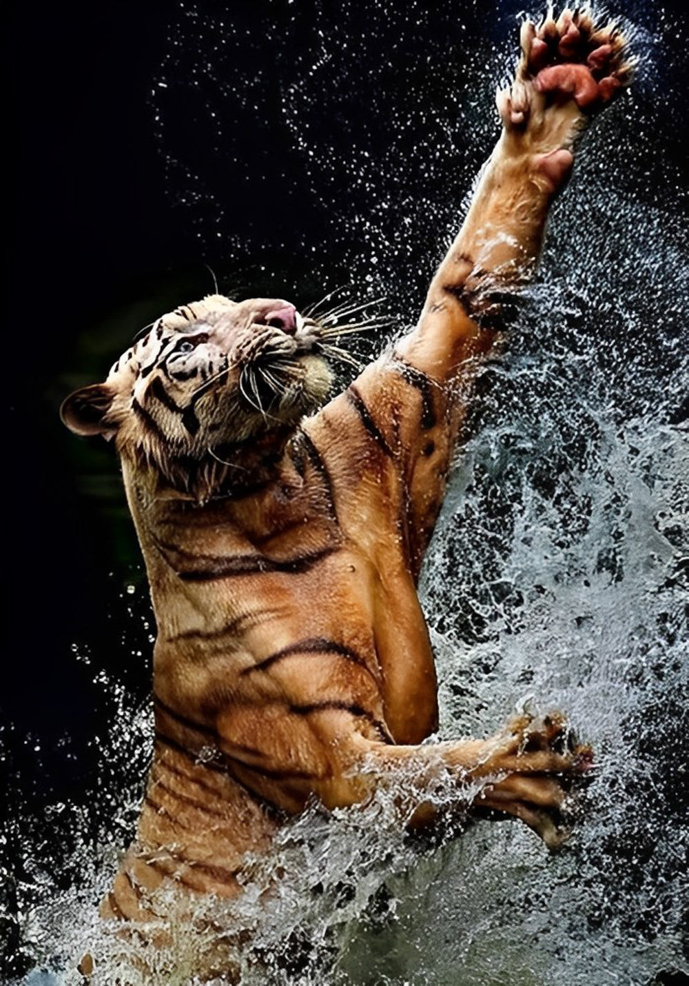Tijger in het Water met Uitgestrekte Poten Diamond Painting