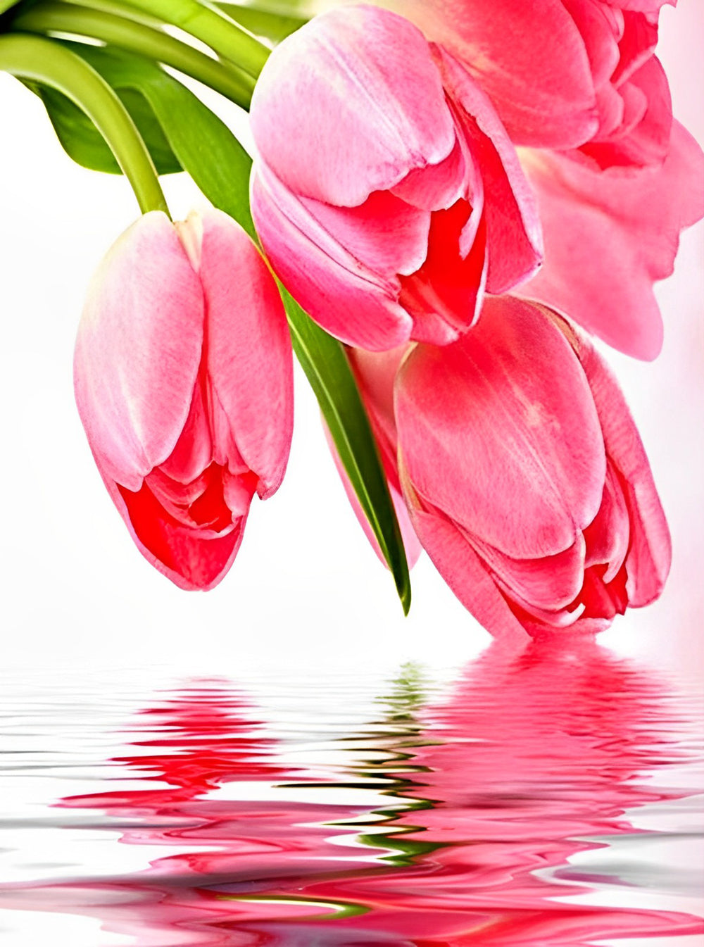 Tulpen op het Water Diamond Painting