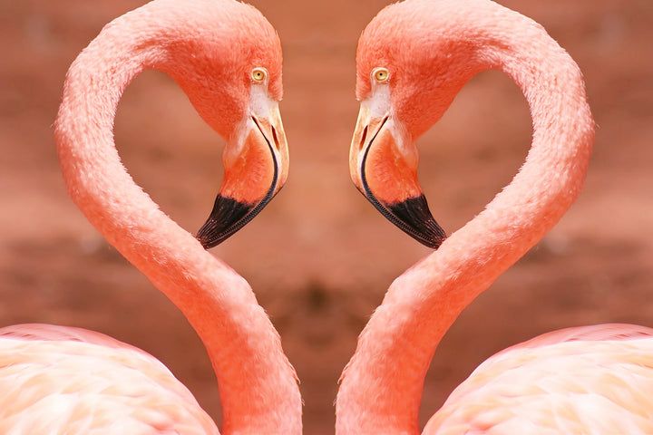 Twee Flamingo's Diamond Painting