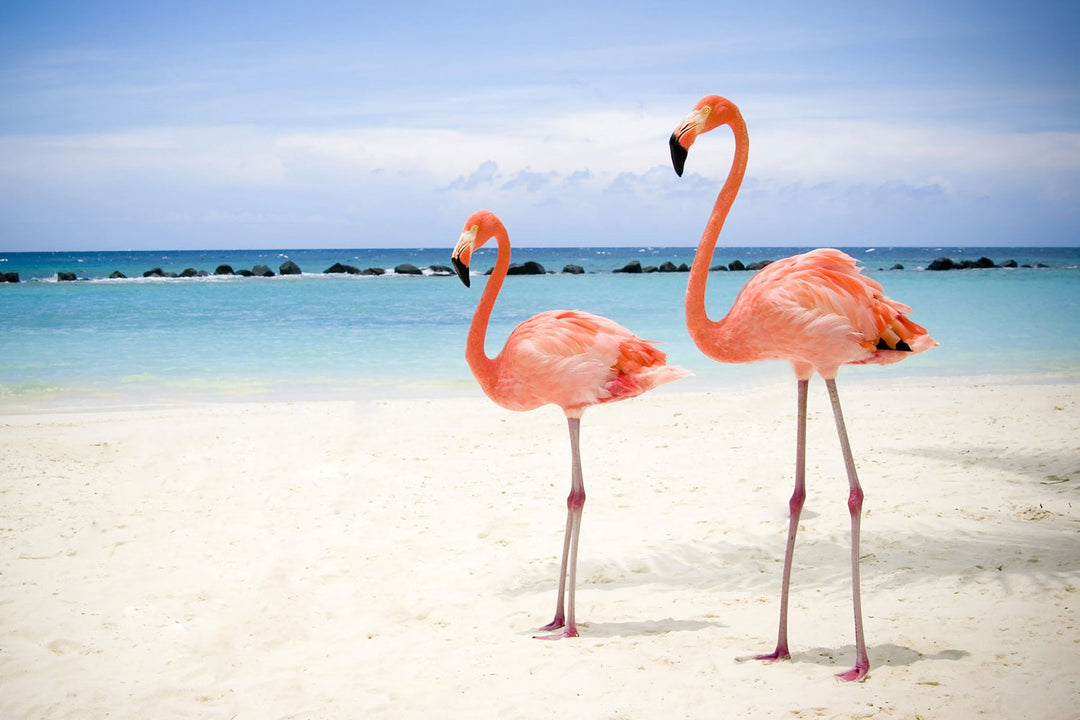 Twee Flamingo's op het Witte Strand Diamond Painting