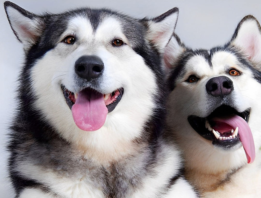 Twee Lachende Husky's Diamond Painting