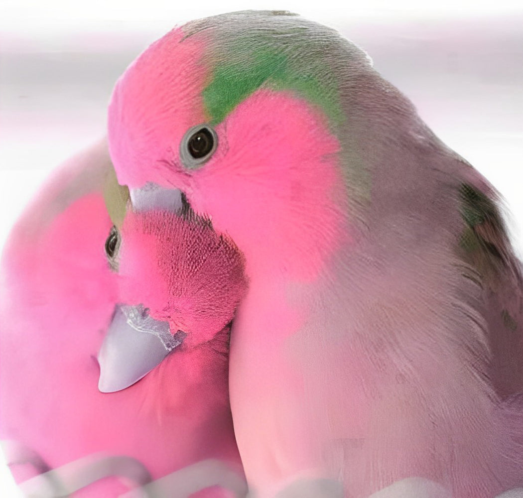 Twee Roze-Groene Papegaaien Diamond Painting
