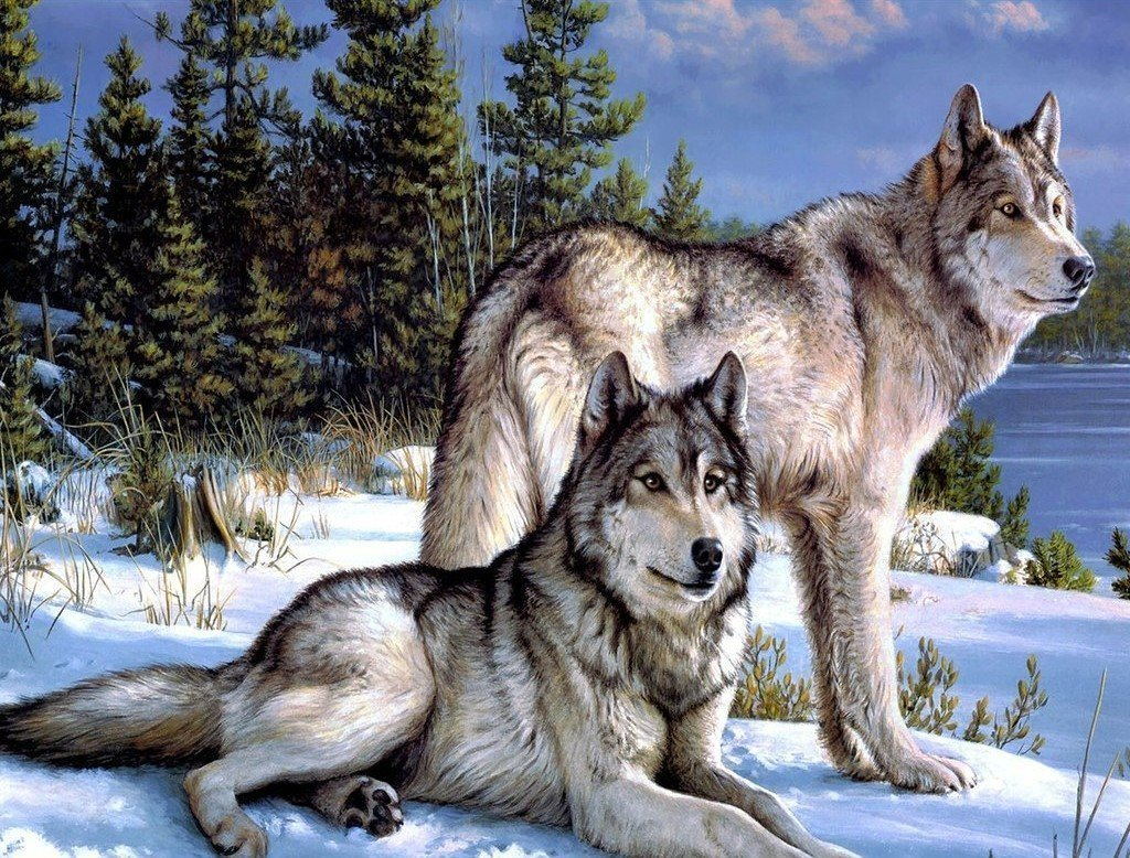 Twee Wolven in de Sneeuw Diamond Painting