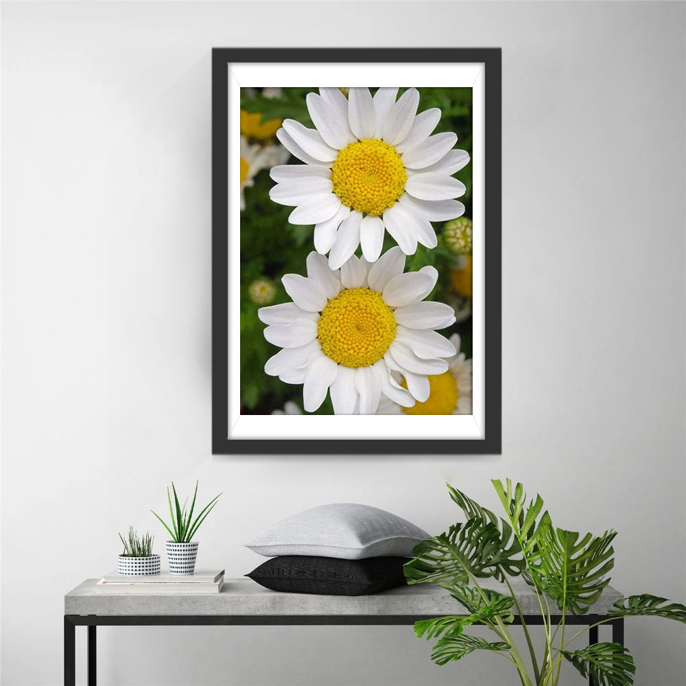 Twee Zuiver Witte Madeliefjes Diamond Painting
