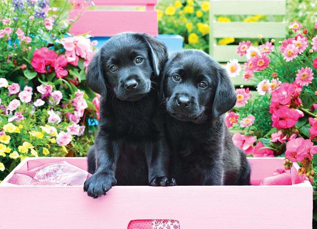 Twee Zwarte Honden in een Roze Doos Diamond Painting