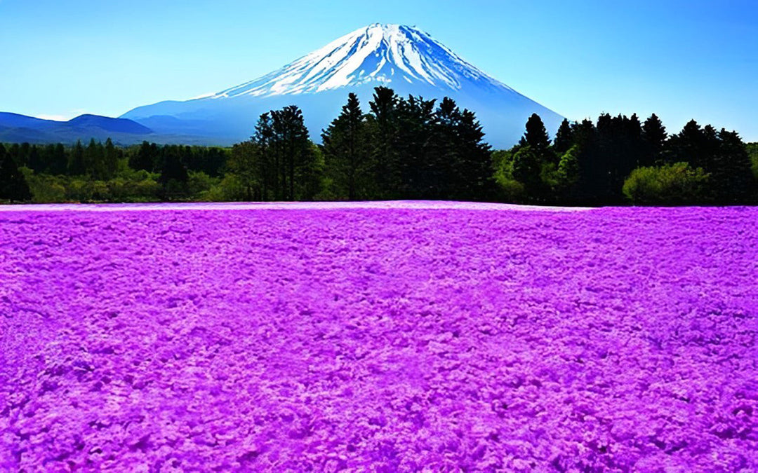 Verbluffend Fuji-gebergte met Paarse Bloemenweide Diamond Painting