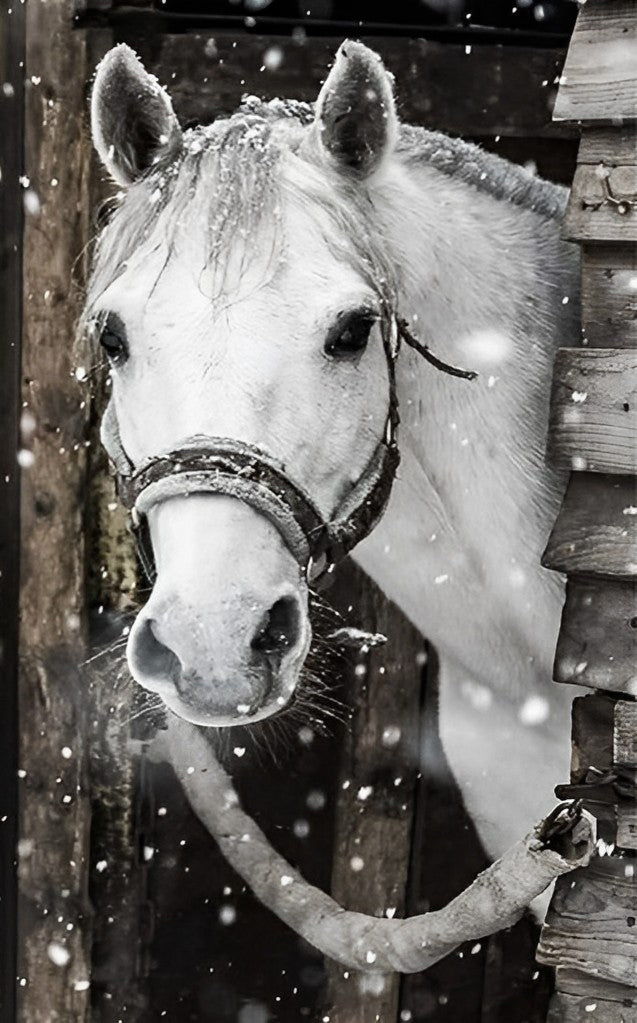 Wit Paard op een Besneeuwde Dag Diamond Painting