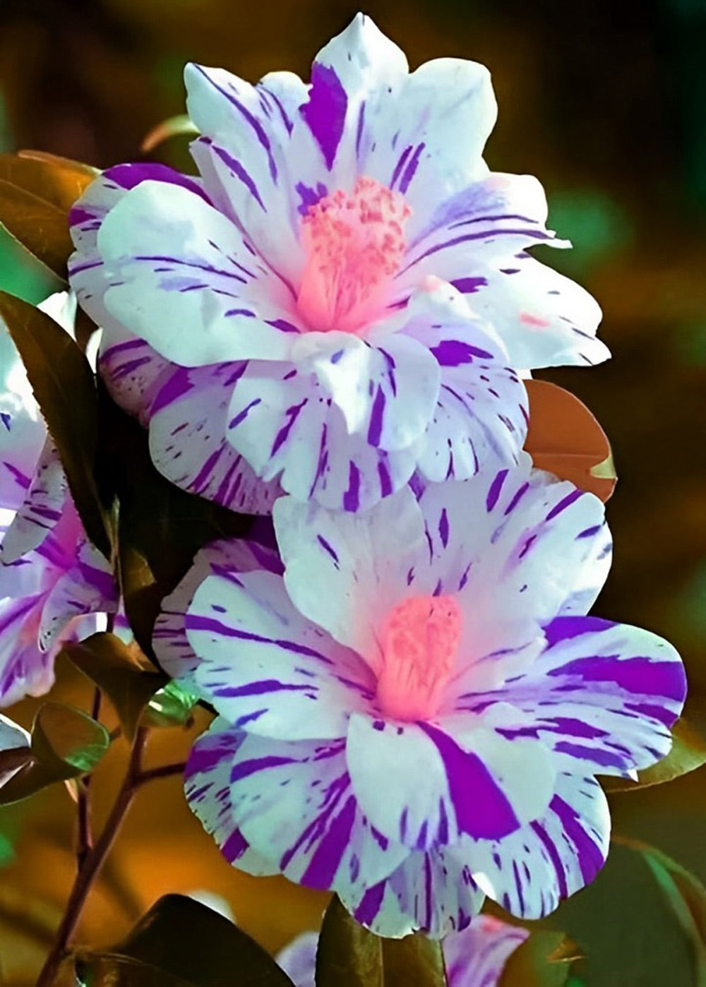 Wit-paarse Bloemen Diamond Painting