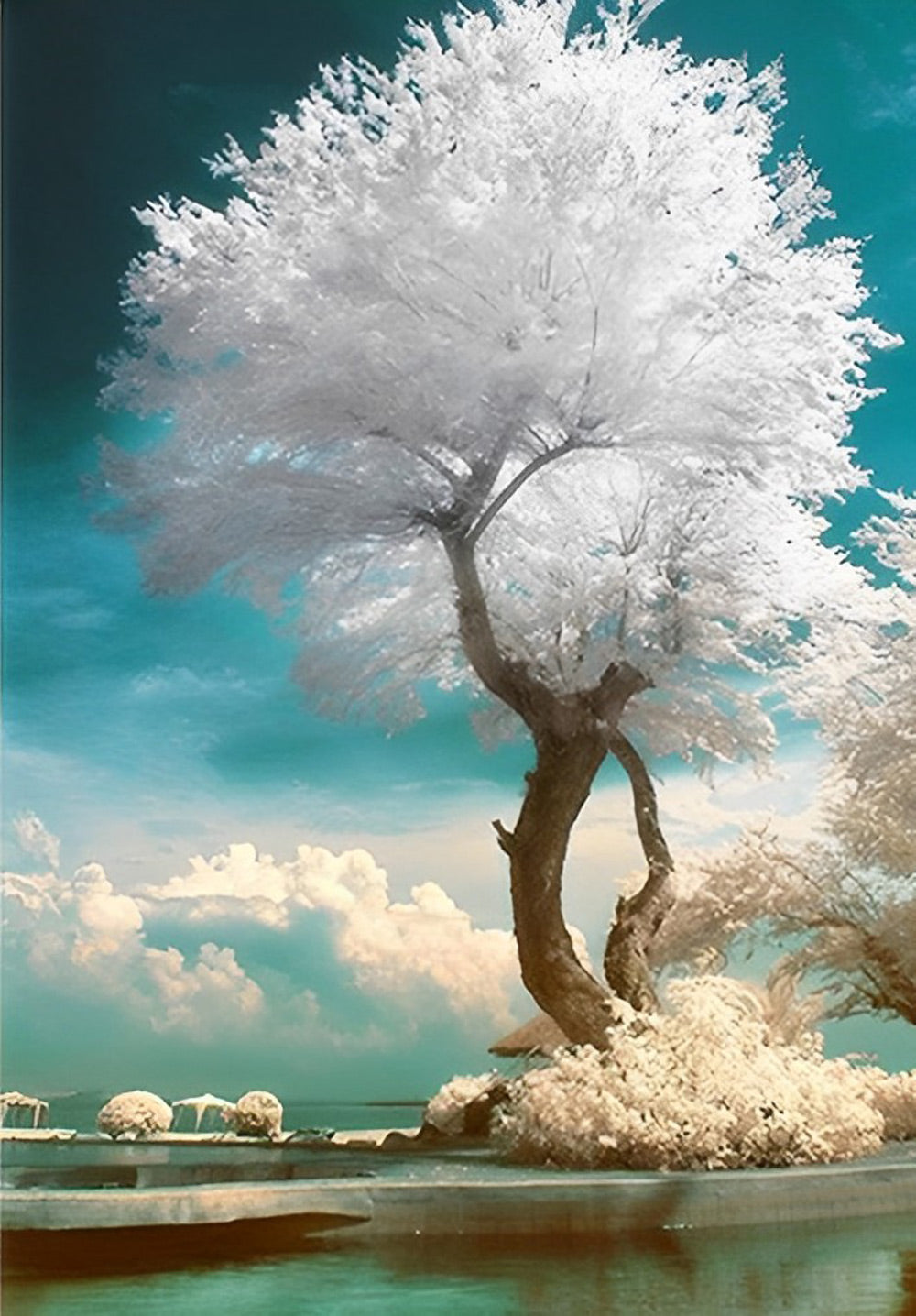 Witte Boom Diamond Painting