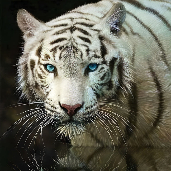 Witte Tijger met Blauwe Ogen Diamond Painting