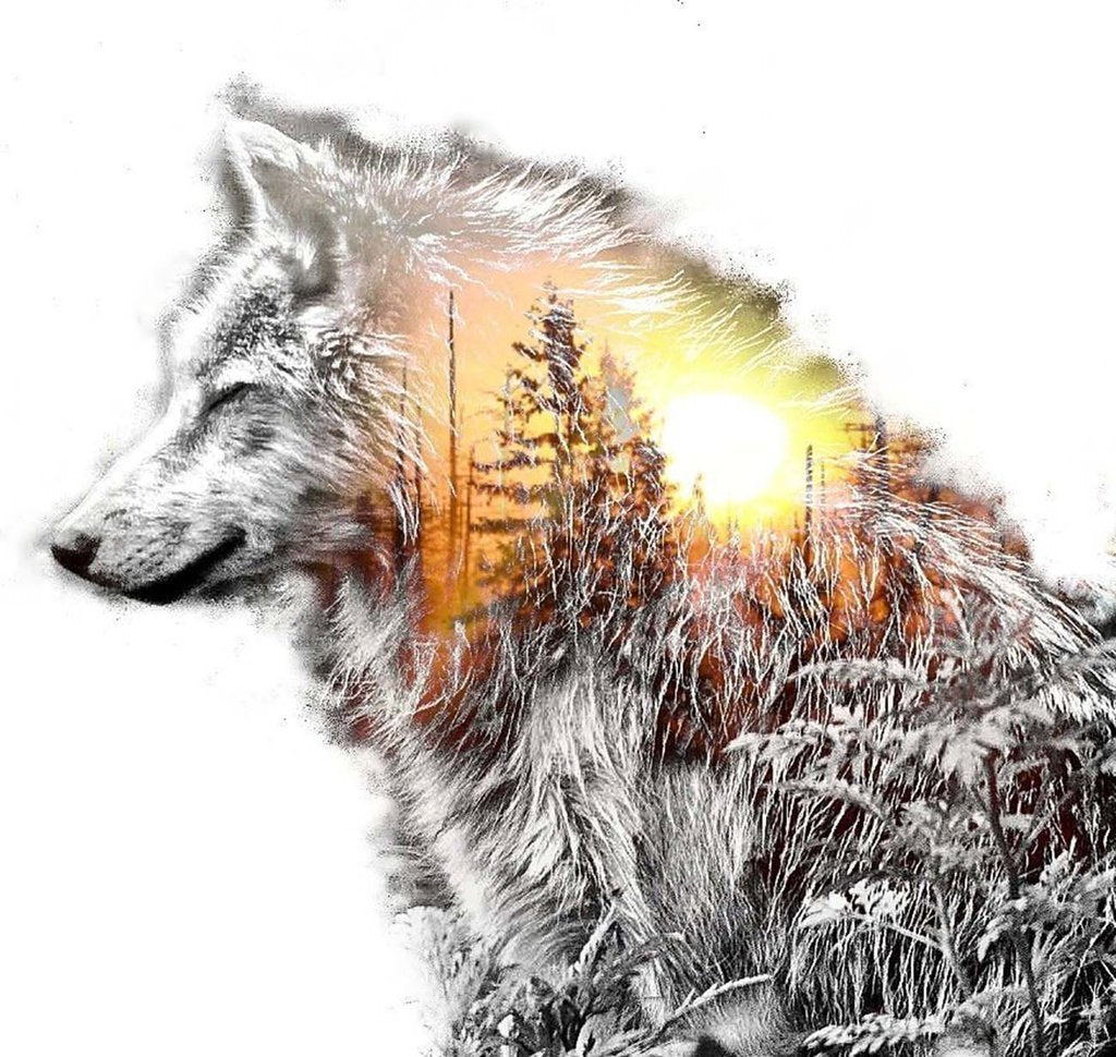 Wolf en het Dennenbos bij Zonsondergang Diamond Painting