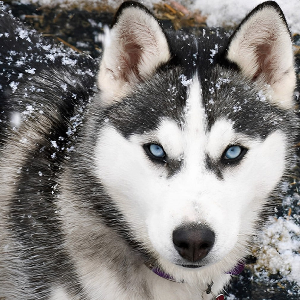 Wolf op een Besneeuwde Dag Diamond Painting