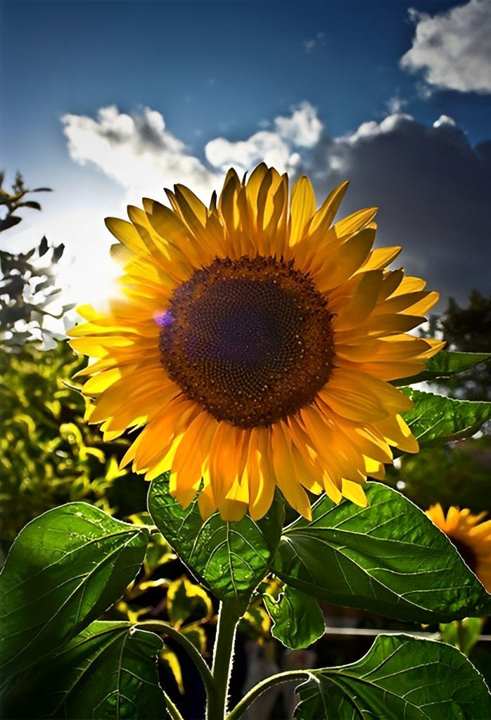 Zonnebloem in het Zonlicht Diamond Painting