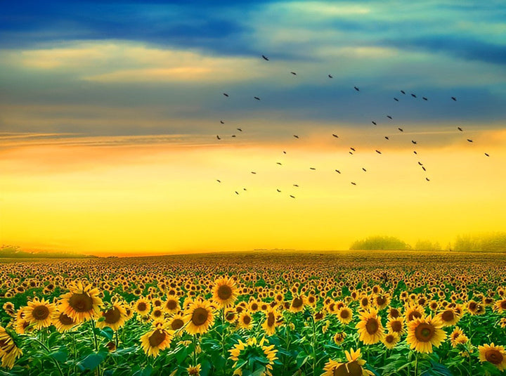 Zonnebloemenveld en Vogels onder een Blauw-Gele Hemel Diamond Painting