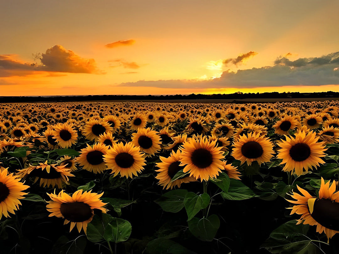 Zonnebloemveld bij Zonsondergang Diamond Painting