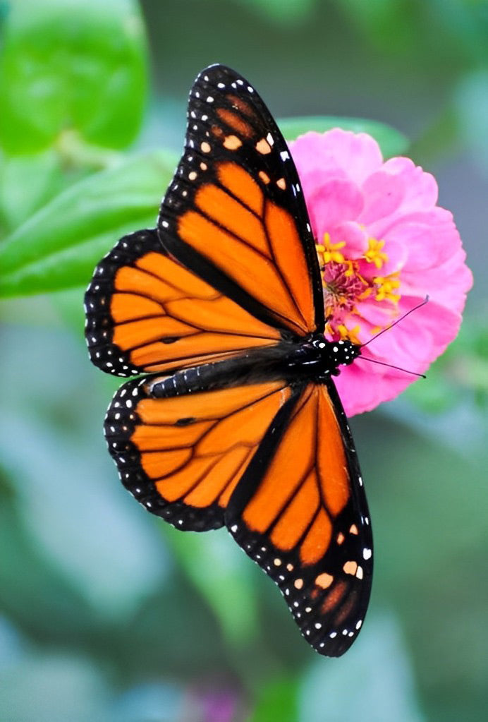 Zwart met Oranje Vlinder op een Roze Bloem Diamond Painting