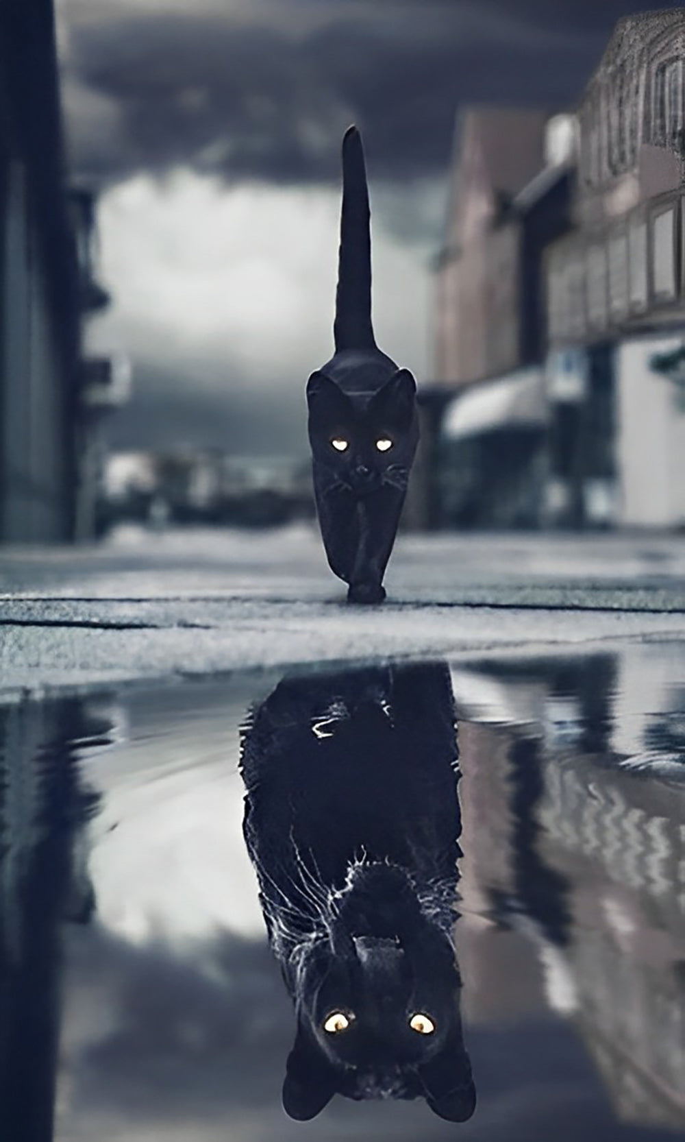 Zwarte Kat op Straat en Grote Weerspiegeling in het Water Diamond Painting